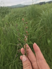 Aspidoglossum woodii