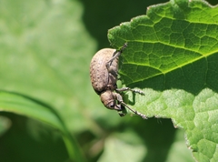 Liophloeus tessulatus