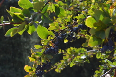 Berberis sphaerocarpa