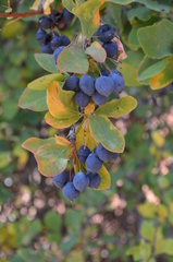 Berberis sphaerocarpa