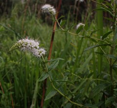 Mentha longifolia polyadena