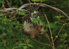 Parachartergus fulgidipennis