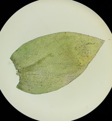 Nogopterium gracile