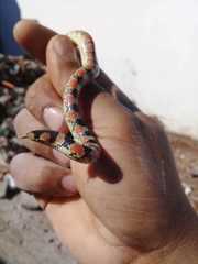 Gyalopion quadrangulare