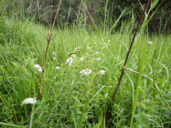 Mentha longifolia polyadena