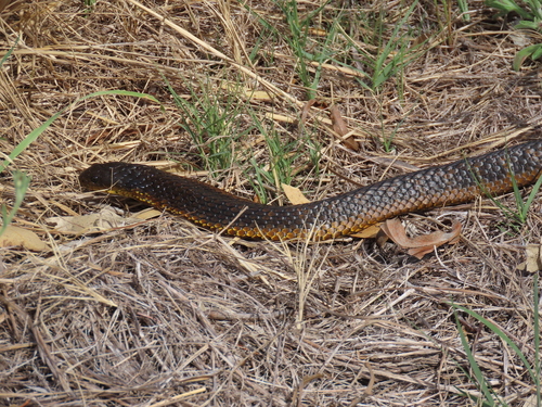 Western Tiger Snake sighting