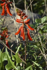 Erythrina humeana