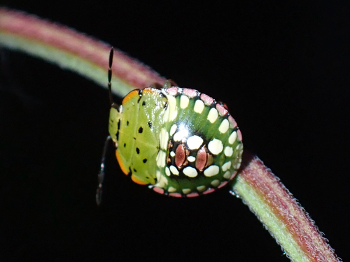 Southern Green Stink Bug photo 4