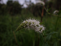 Mentha longifolia polyadena