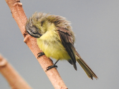 Phyllomyias griseiceps