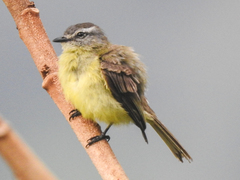 Phyllomyias griseiceps