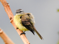 Phyllomyias griseiceps