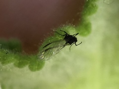 Uroleucon sonchi