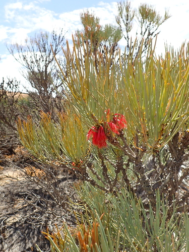 One-sided Bottlebrush (Melaleuca quadrifida)