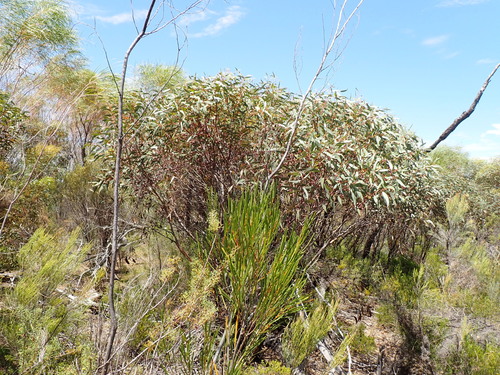 Granite Rock Yate (Eucalyptus aspratilis)