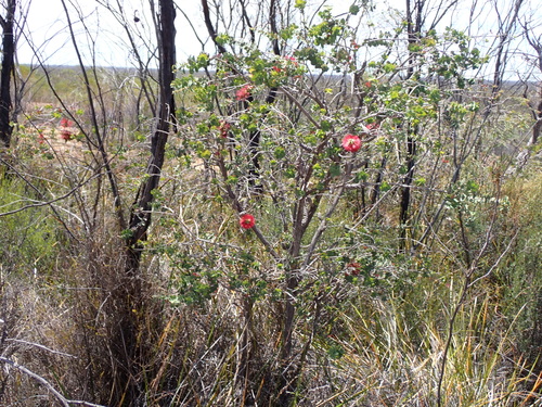 Granite Kunzea (Kunzea pulchella)