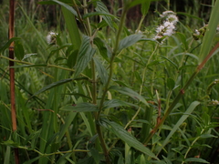 Mentha longifolia polyadena