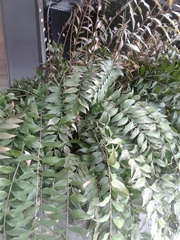Zamia vazquezii