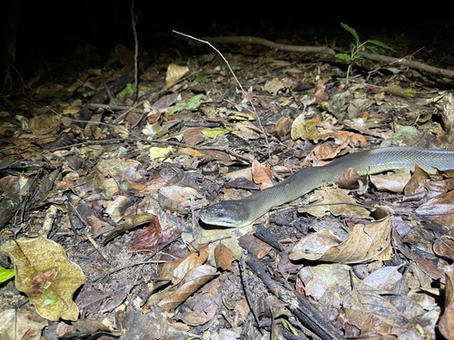 Water Python sighting