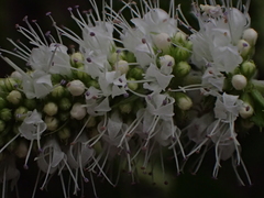Mentha longifolia polyadena