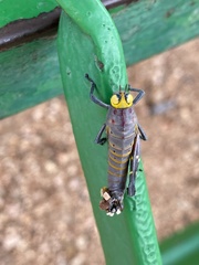 Thericles obtusifrons