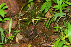 Ceropegia attenuata