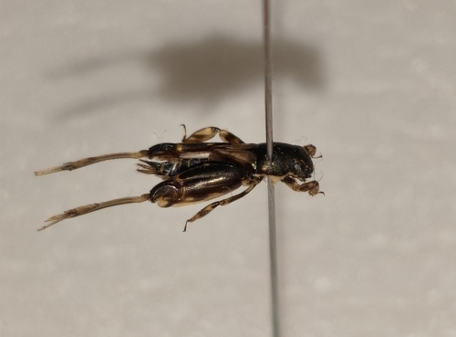 Pfaendler's Molehopper