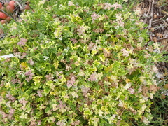 Celery (Apium annuum)
