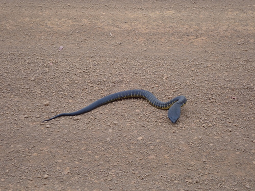 Tiger Snake sighting