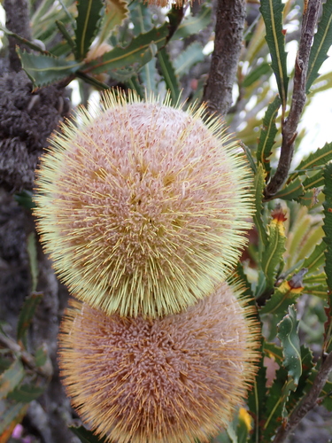 Banksia laevigata, photograph 2