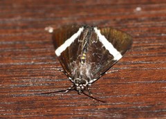 Coenotoca subaspersa