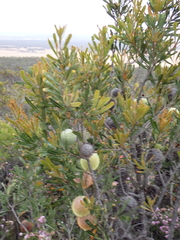 (c) Em Lamond, some rights reserved (CC BY) Banksia laevigata, photograph (c) Em Lamond, some rights reserved (CC BY)