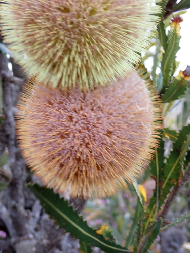 Banksia laevigata, photograph 4