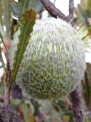(c) Em Lamond, some rights reserved (CC BY) Banksia laevigata, photograph (c) Em Lamond, some rights reserved (CC BY)