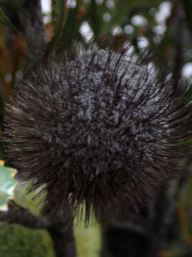 Banksia laevigata, photograph 6
