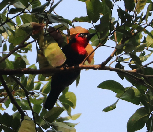 iNaturalist image