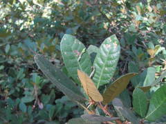 Chrysolepis sempervirens