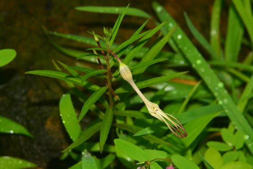 Image of Ceropegia anantii by no rights reserved