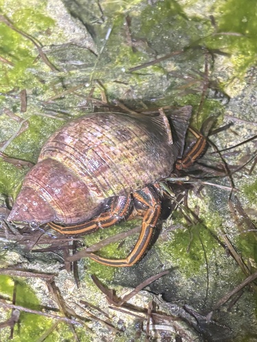 Clibanarius sclopetarius