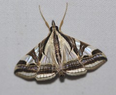 Agrioglypta excelsalis