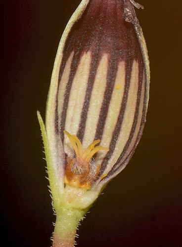 Image of Ceropegia anantii by no rights reserved