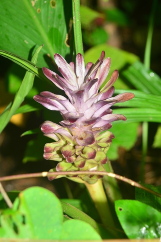 Deceptive Curcuma (Curcuma decipiens)