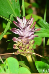 Curcuma decipiens