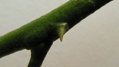 Zanthoxylum petiolare