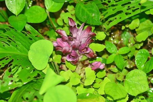 Image of Curcuma decipiens by no rights reserved