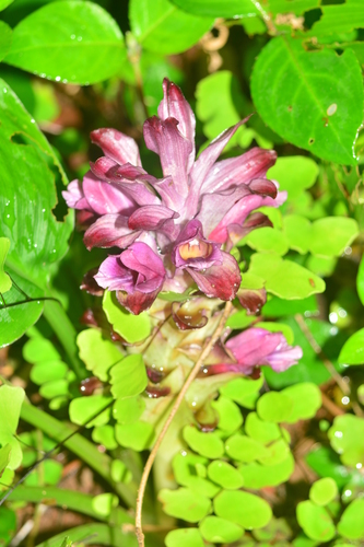 Image of Curcuma decipiens by no rights reserved