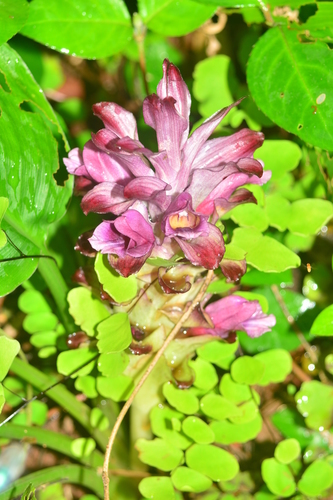 Image of Curcuma decipiens by no rights reserved