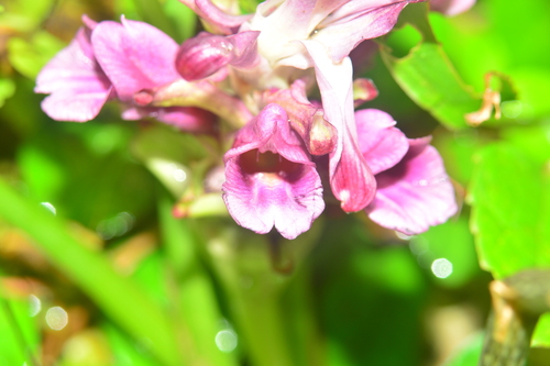 Image of Curcuma decipiens by no rights reserved
