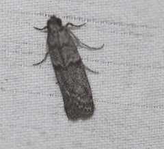 Cryptoblabes hemigypsa