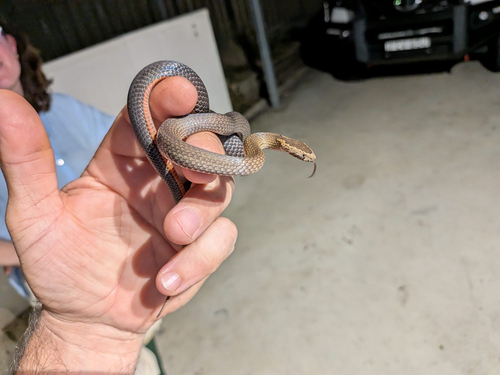 Golden-crowned Snake sighting